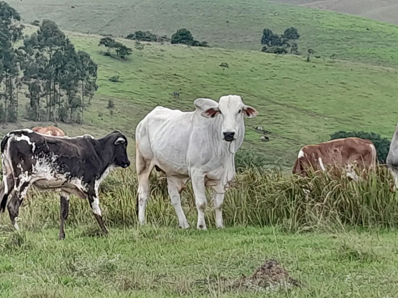Boi e Vaca Nelore