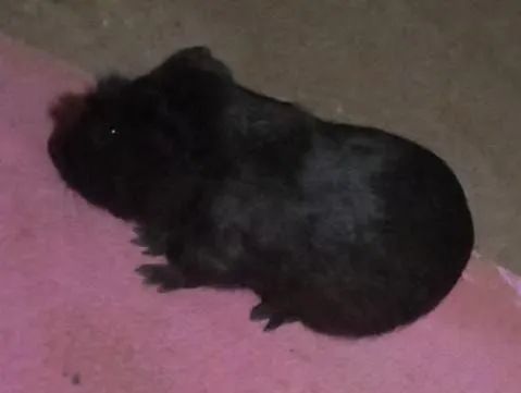 Porquinho da Índia (cobaia) - Foto 2