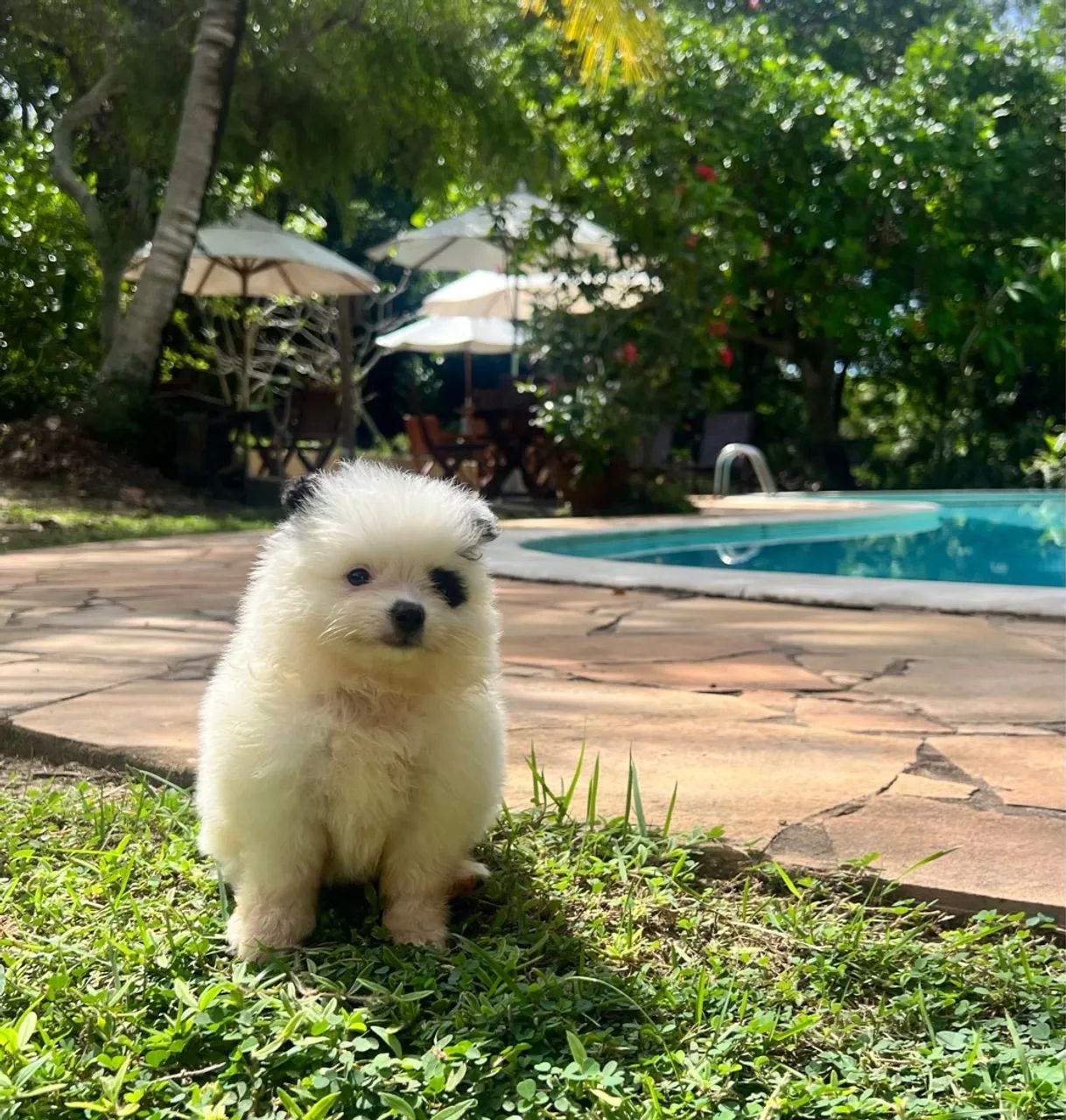 Lulu da Pomerania Anoes  - Foto 3
