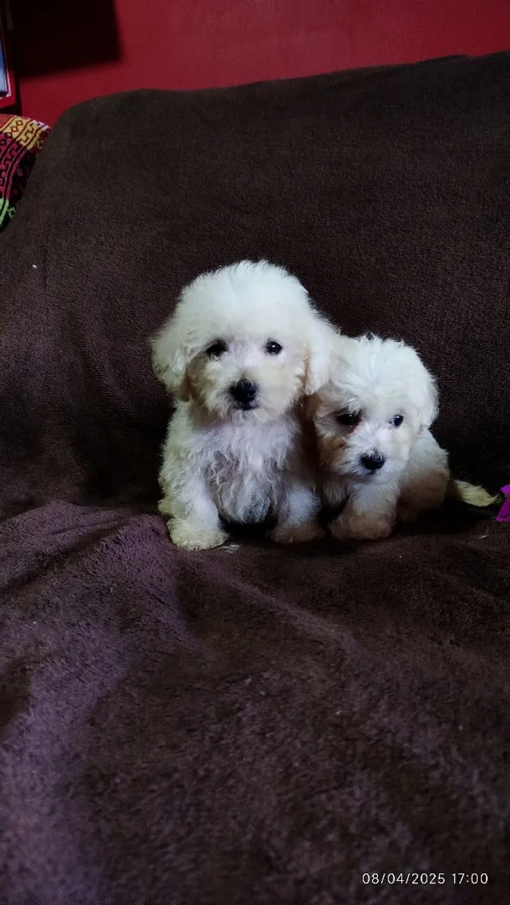 Dois filhotes de Poodle