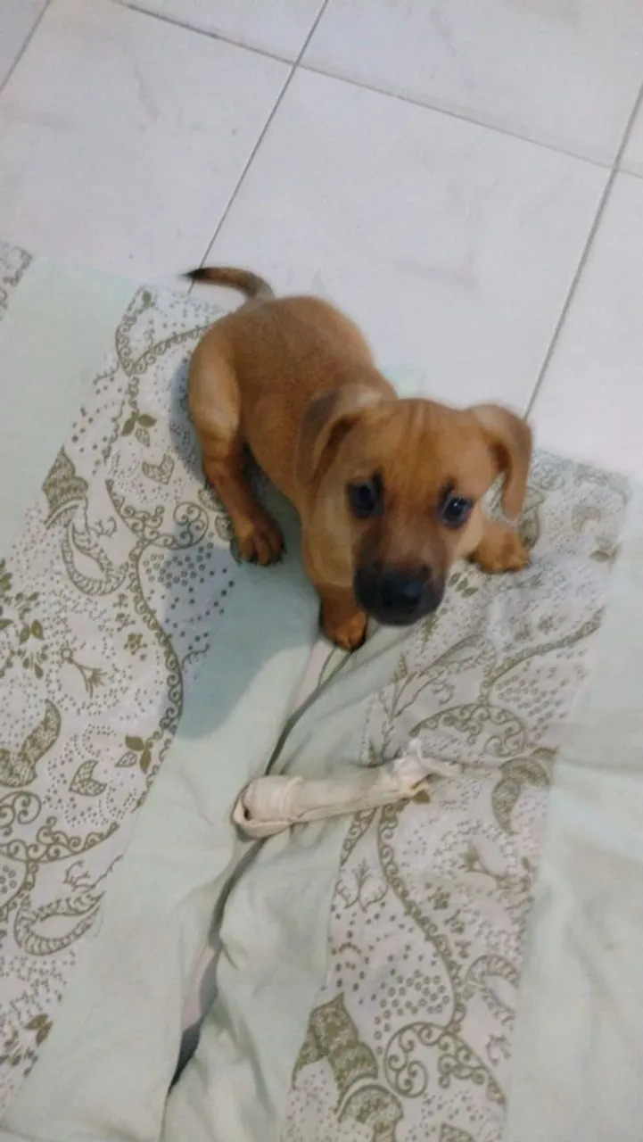 Filhote de cachorro adorável