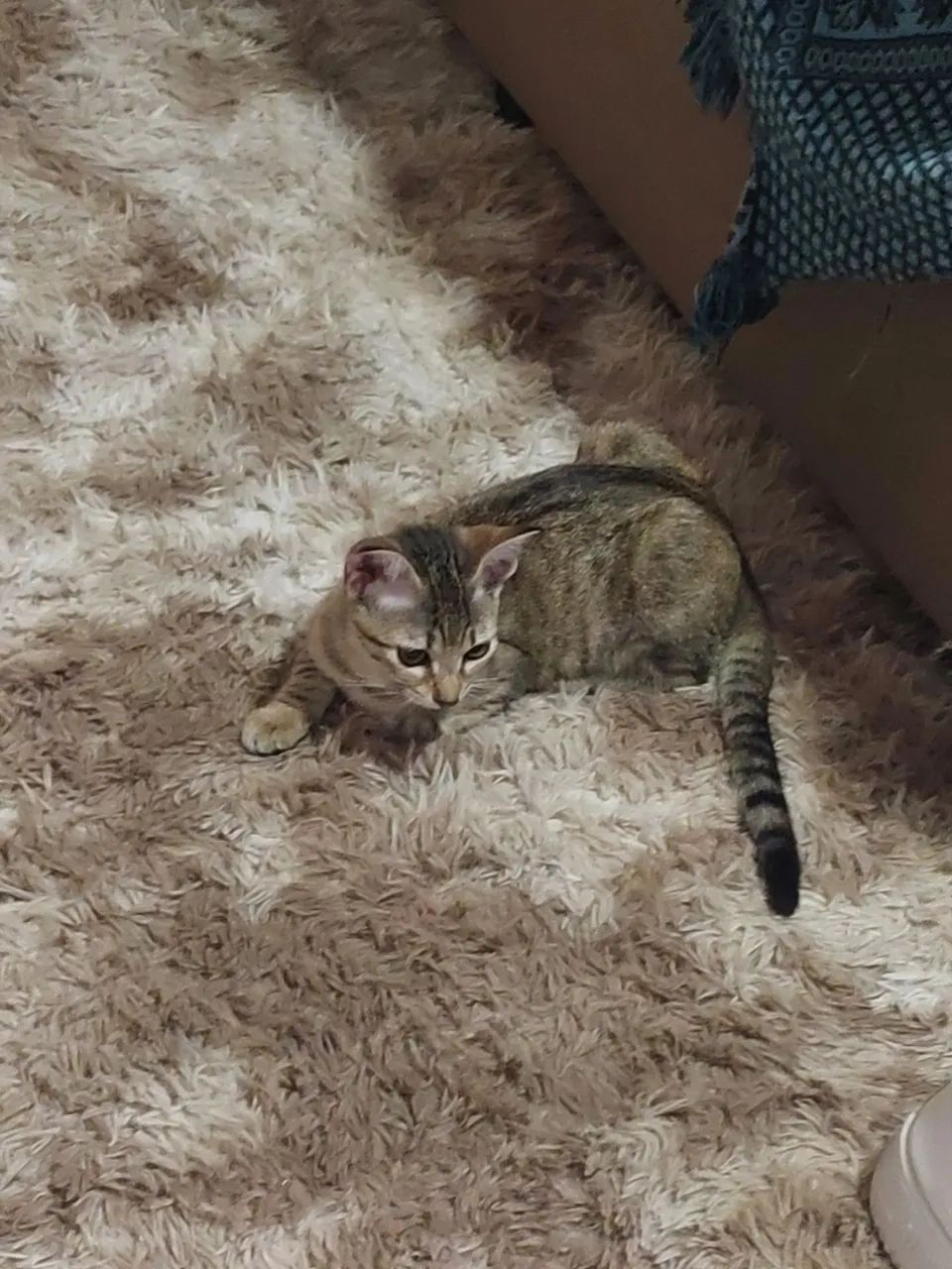 Gatinha super dócil para adoção - Foto 5