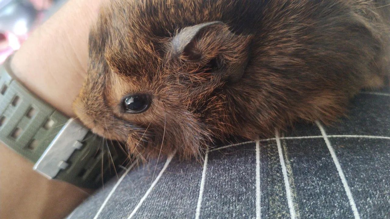 Vendo porquinha da índia 2 meses 50:00 - Foto 2