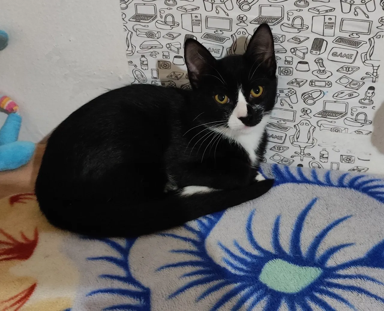 Lindos frajolinhas para adoção!