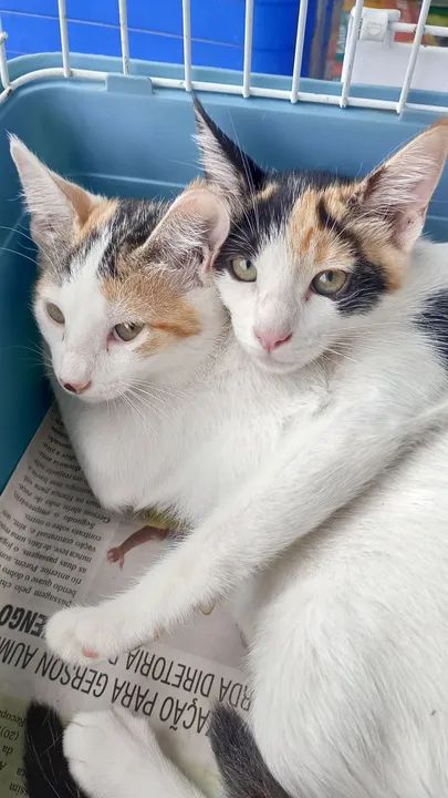 Filhotes com Castração garantida, vermifugadas e com a primeira dose de vacina para adocao - Foto 3