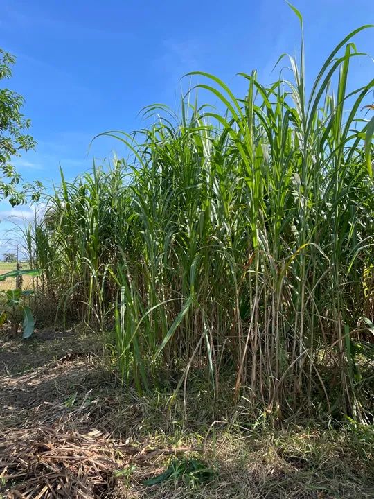 Venda de Mudas de Capiaçu para gado e cavalos  - Foto 2