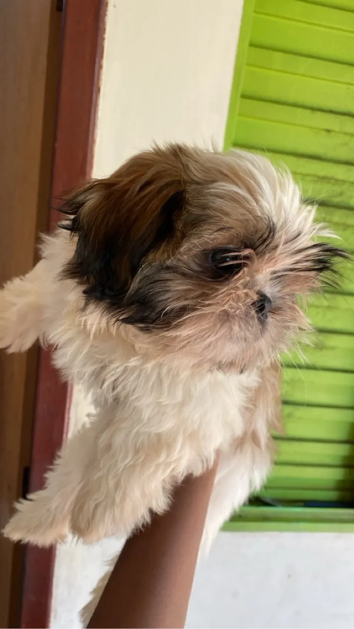 Filhotes de Shih Tzu Fêmea 