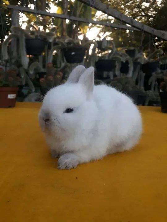 Coelho anão importado Netherland dwarf  - Foto 3