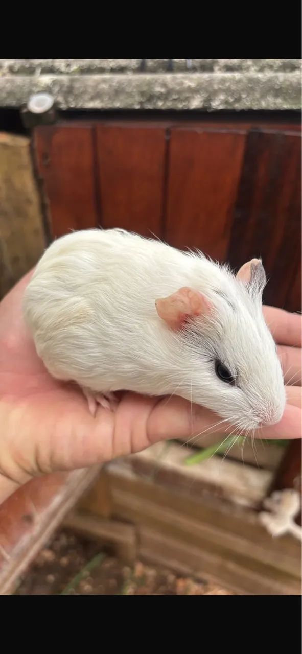 Porquinho da índia (filhotes) - Foto 2