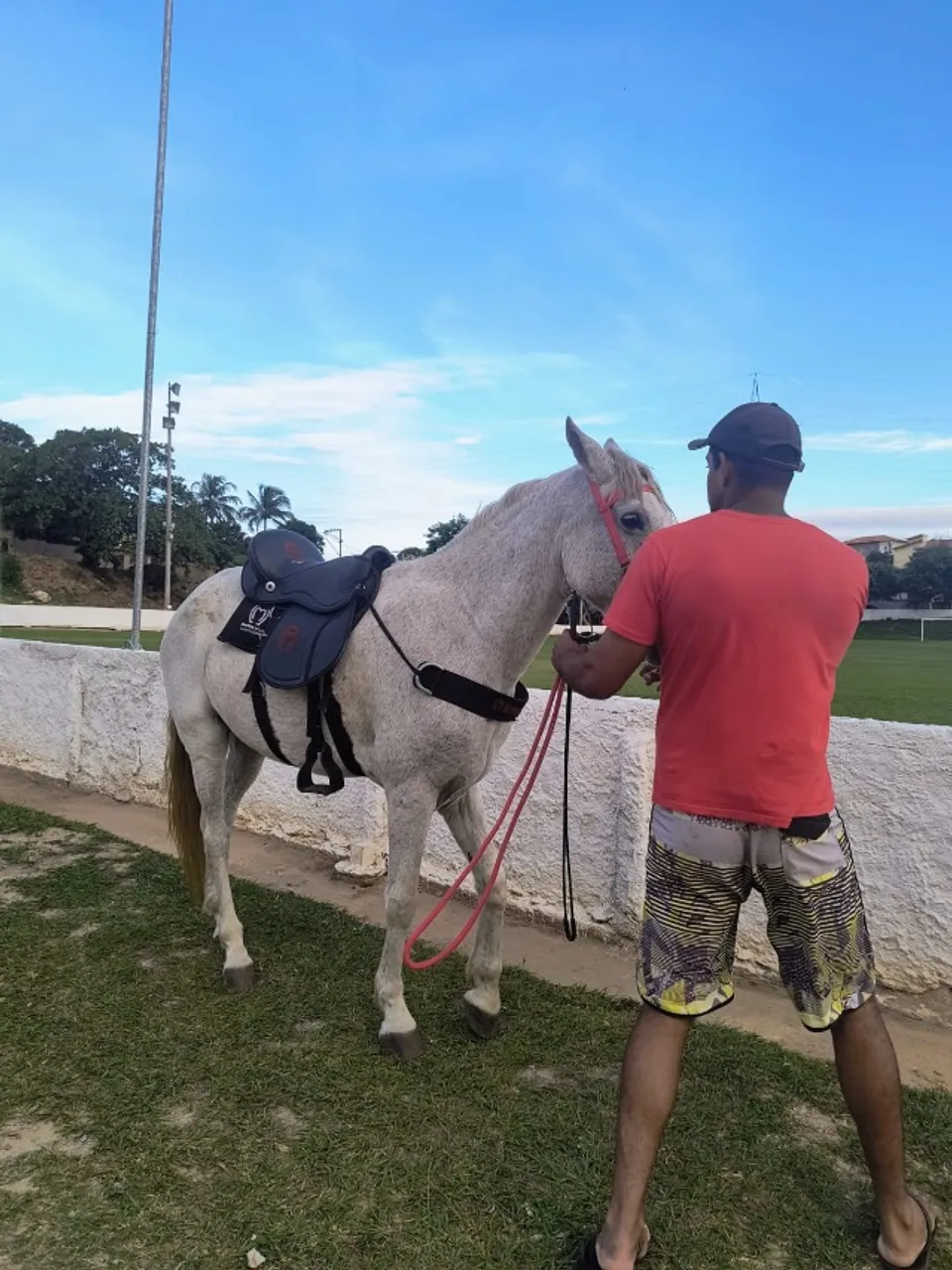 Cavalo