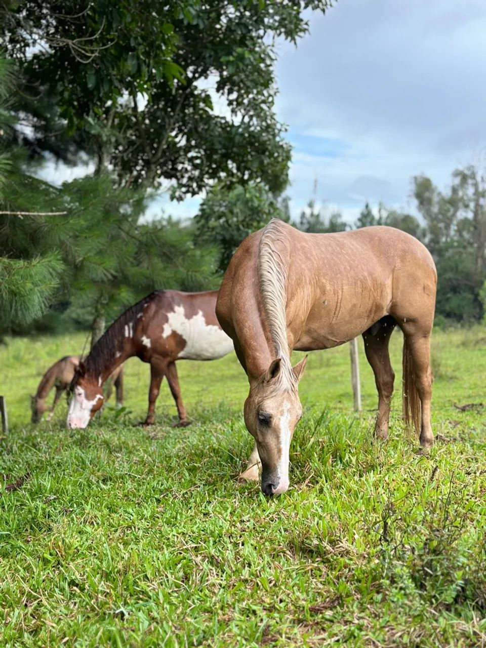 Aluguel de cocheiras - Foto 5