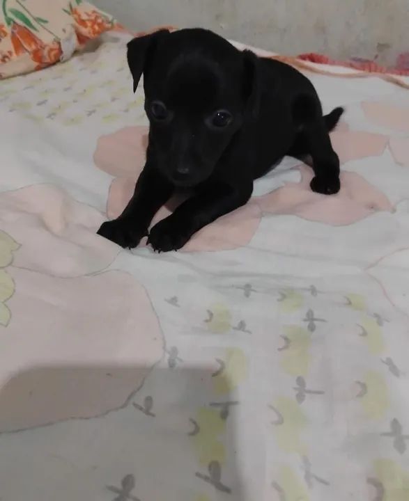 Filhotes de pinscher N °1   - Foto 3