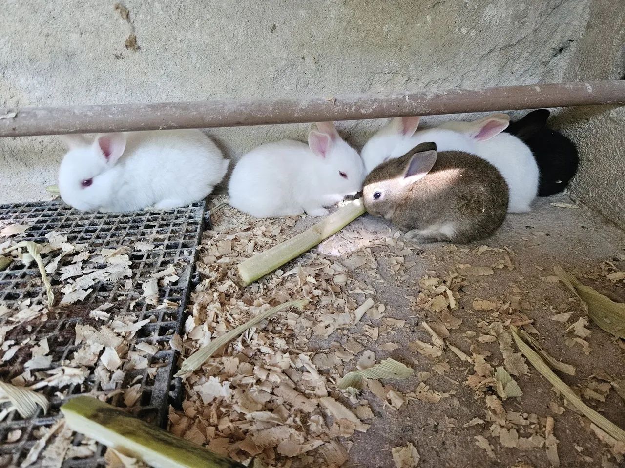 Lindos filhotes coelho seu pet aki - Foto 3