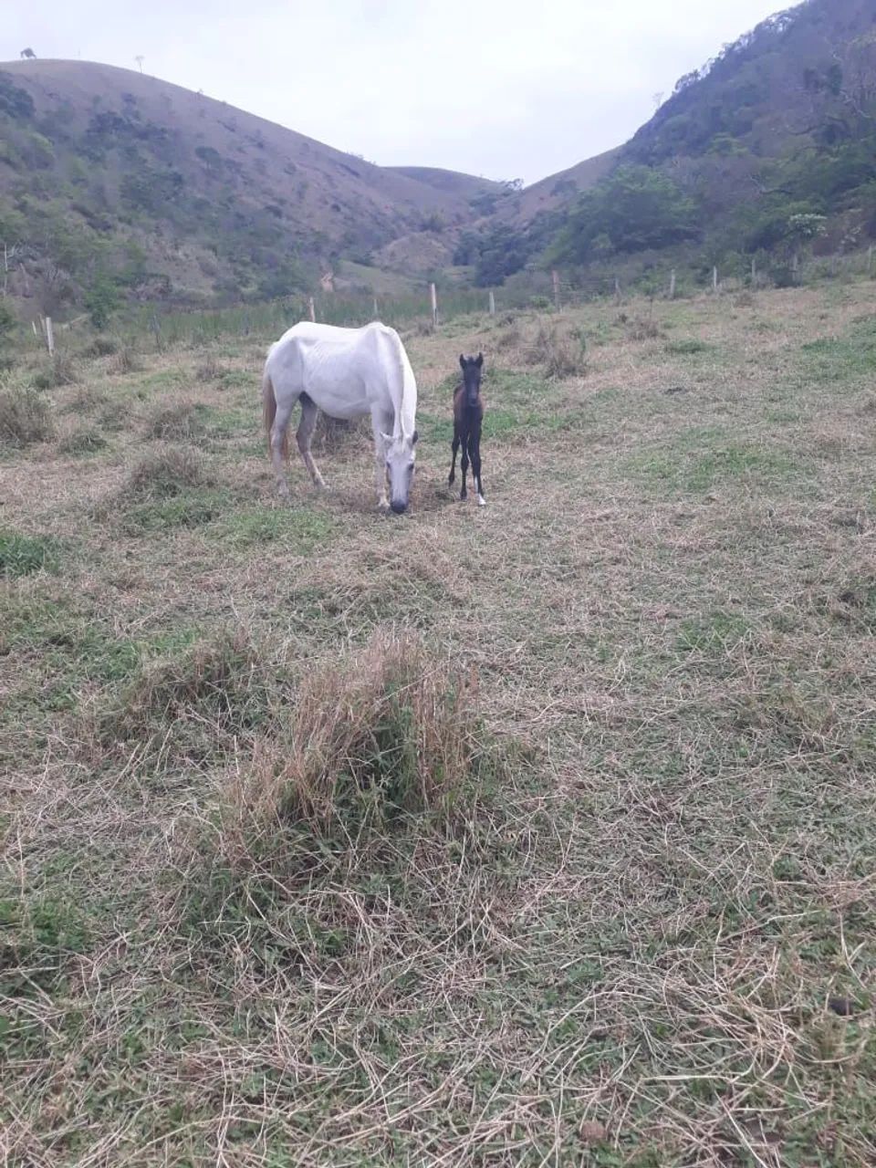 Égua MM com potra ao pé  - Foto 3