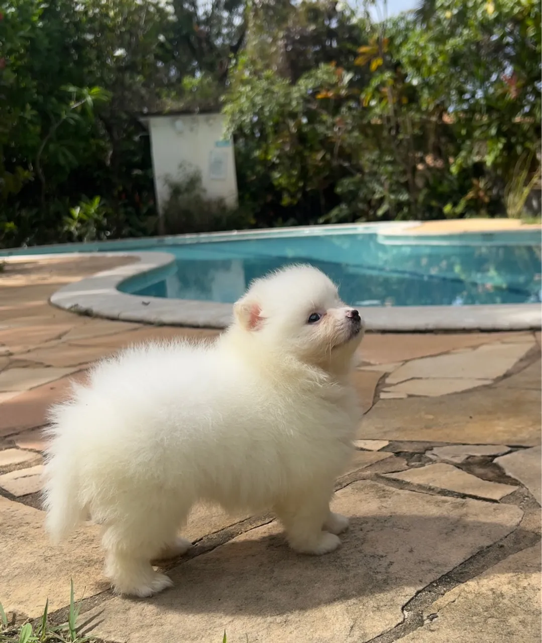 Lulu da Pomerania Anoes 