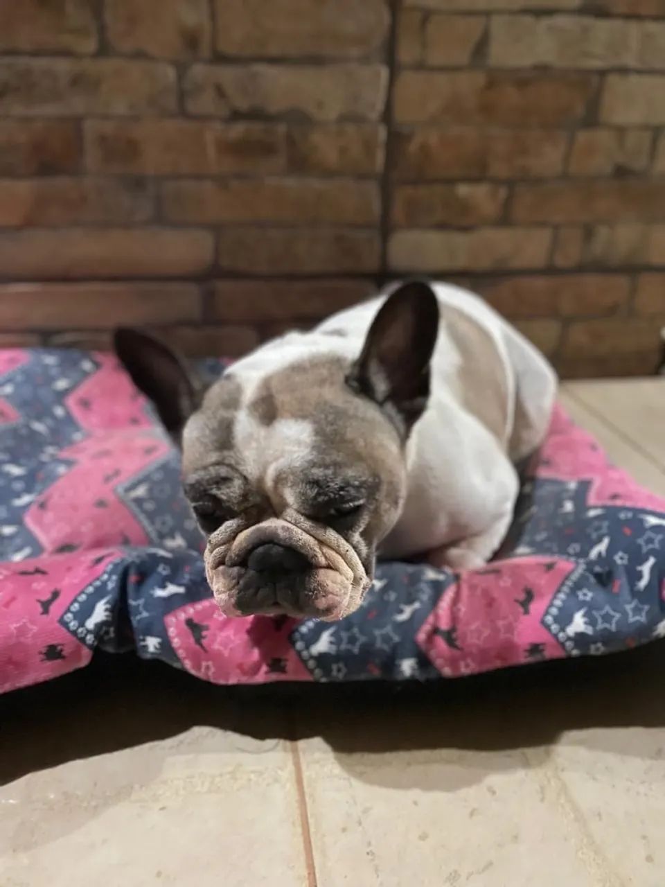 Buldogue francês  - Foto 3