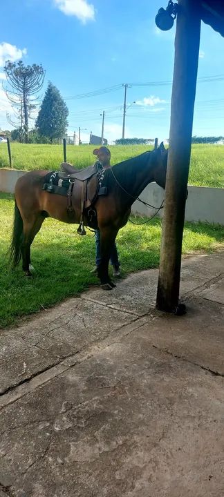 Cavalo Mangalarga Marchador - Foto 4