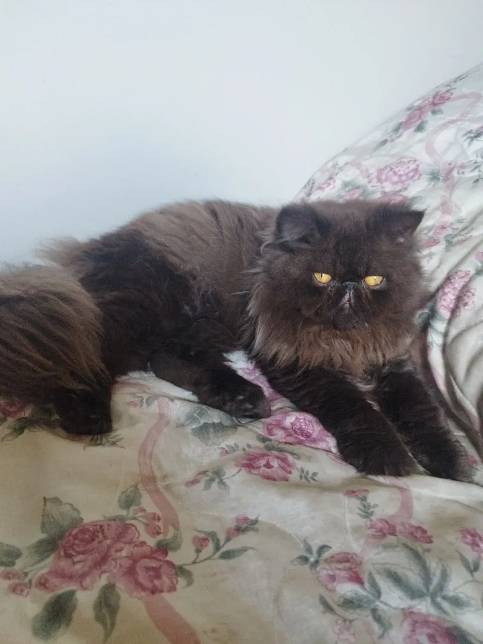 Gato Persa Macho - Peludo e Charmoso procurando namorada!