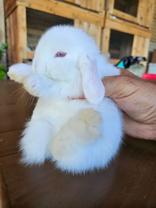 Coelho Mini Lop Uruguaio  (Filhotes) - Foto 3