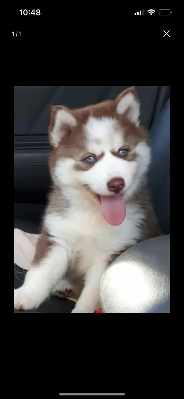 Husky siberiano o queridinho 