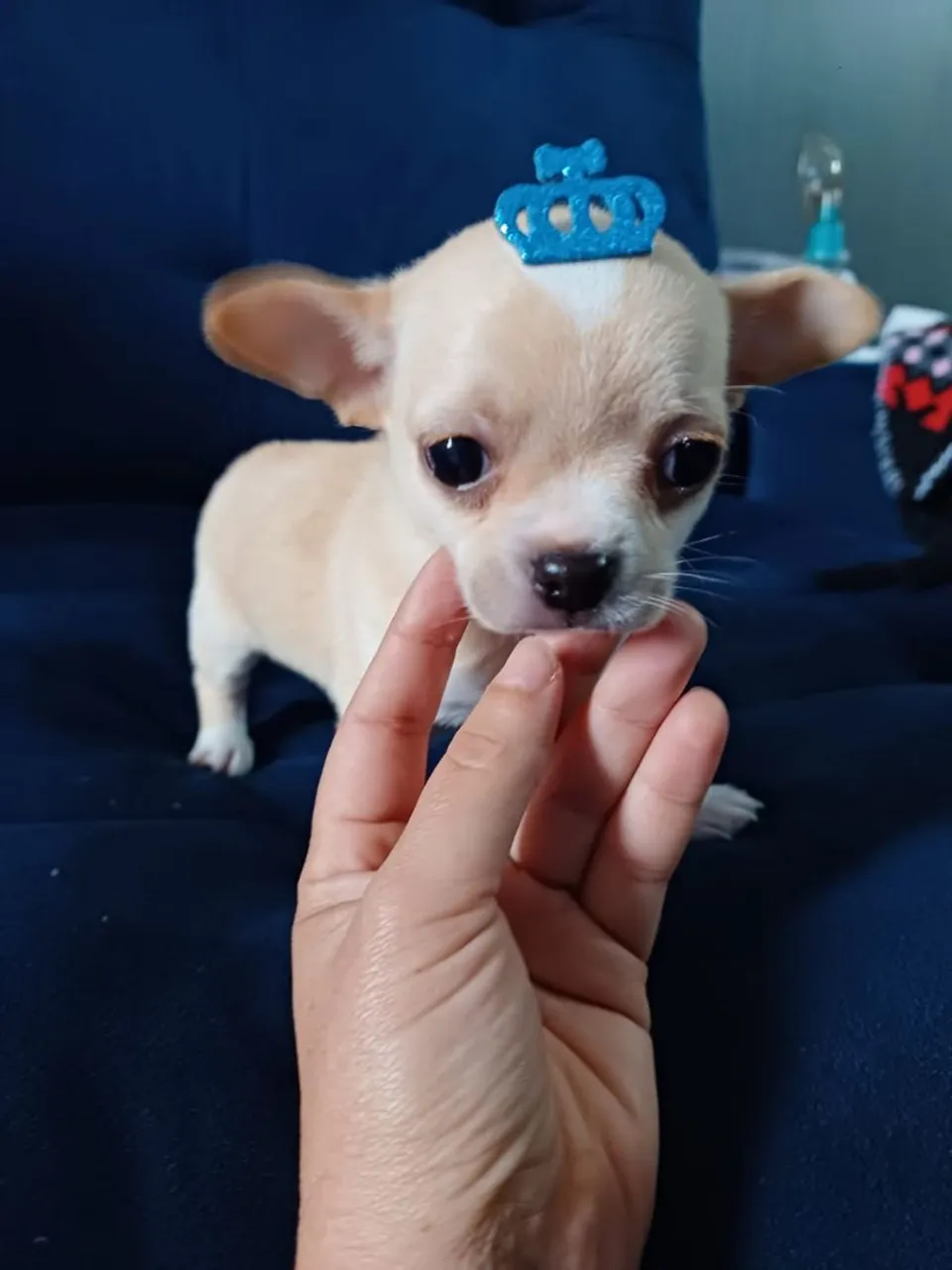 Filhote de Chihuahua 