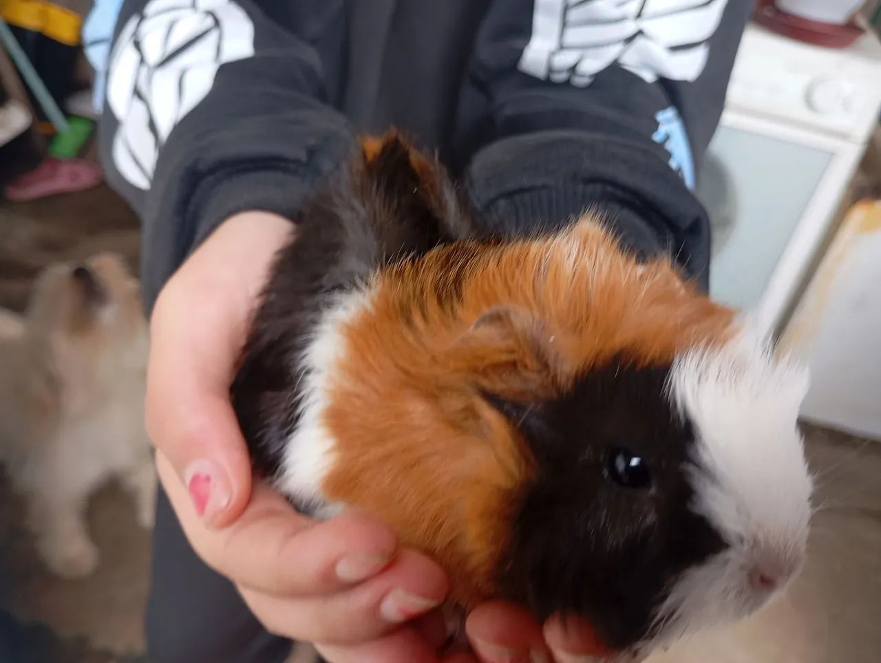 Porquinho da Índia - Macho - Foto 6