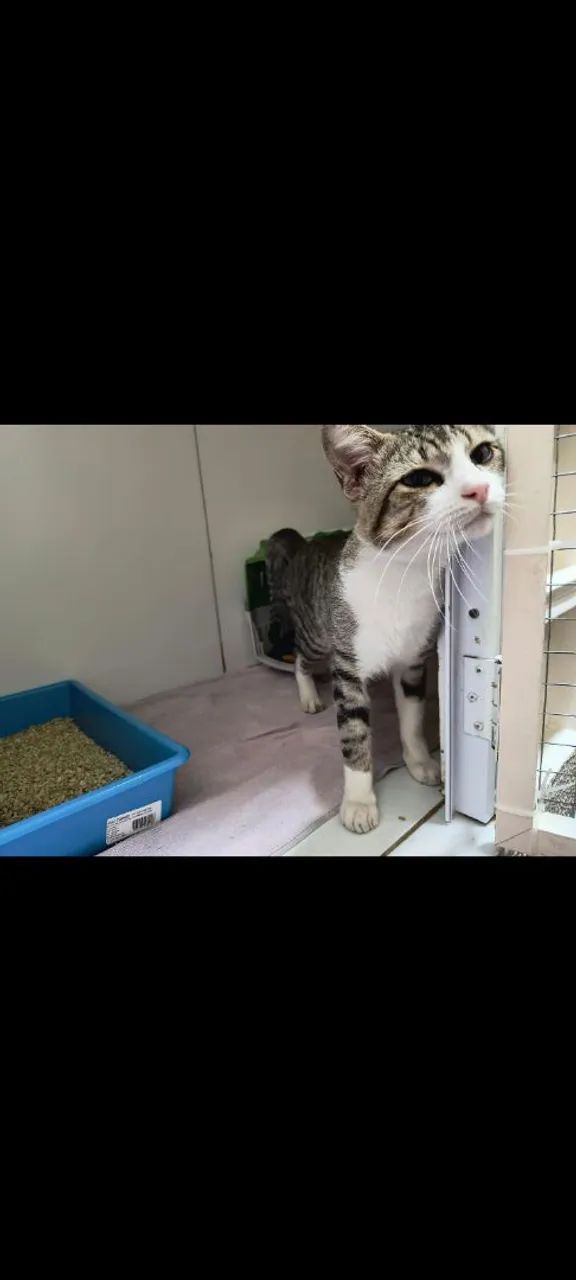 Gato disponível para adoção - Foto 5