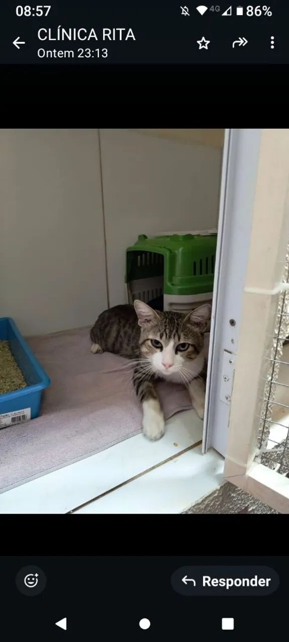 Gato disponível para adoção