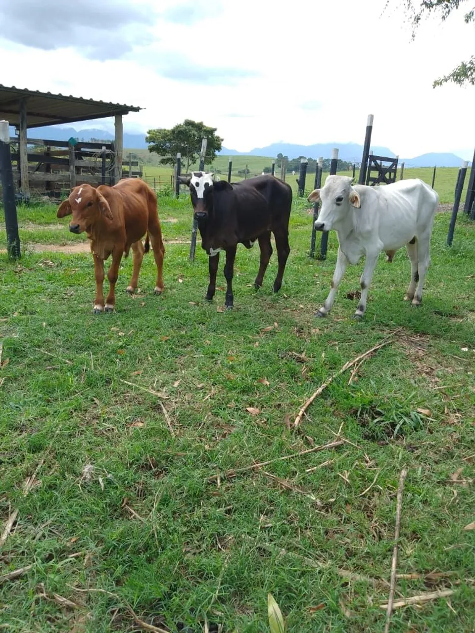 Quatro bezerros à venda
