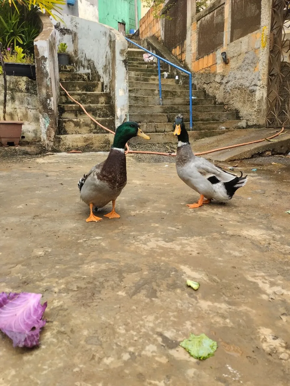 Lindos marrecos - 230,00 o casal
