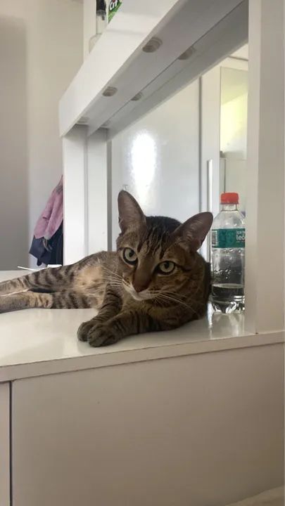  **Doação de Gatinho Tigrado - Macho, 4 Anos**  - Foto 3