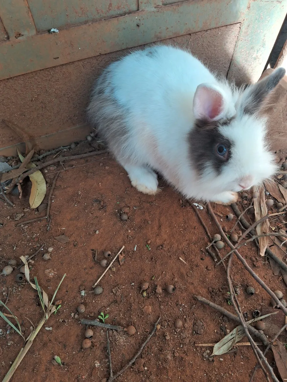 Vendo  coelho 