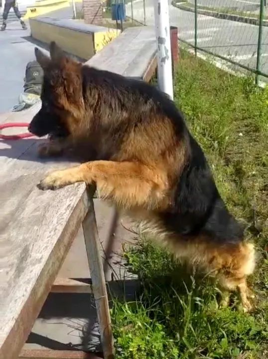 A procura de namorada 