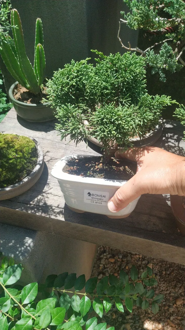 Bonsai Juniperus - 03 anos