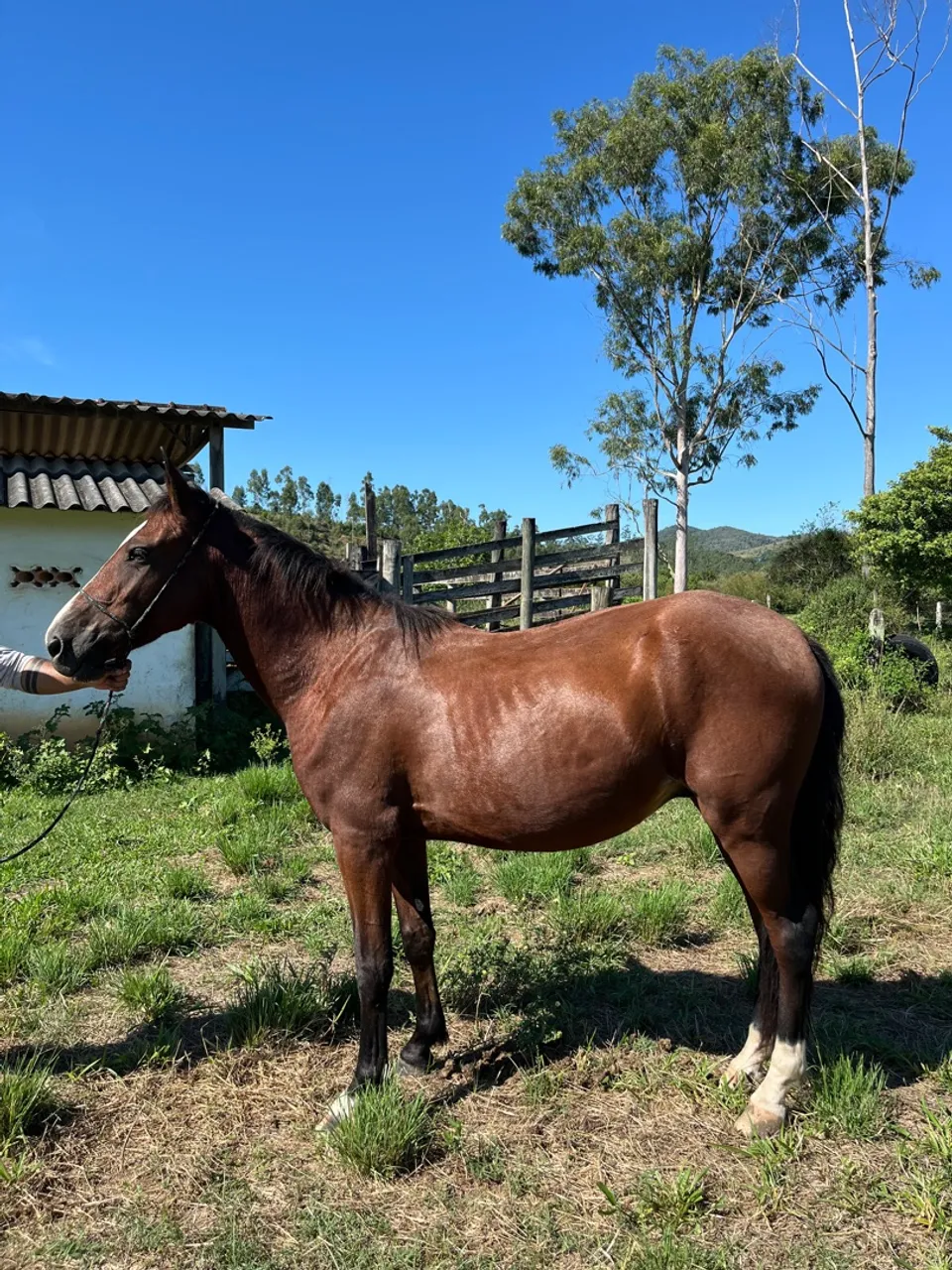 Cavalo Mangalarga Alazão Frente aberta