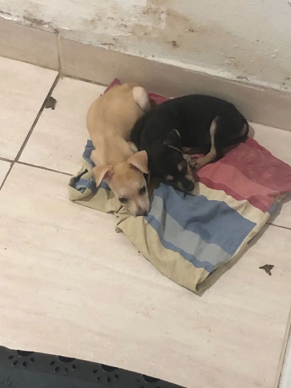 filhote para doação  - Foto 3