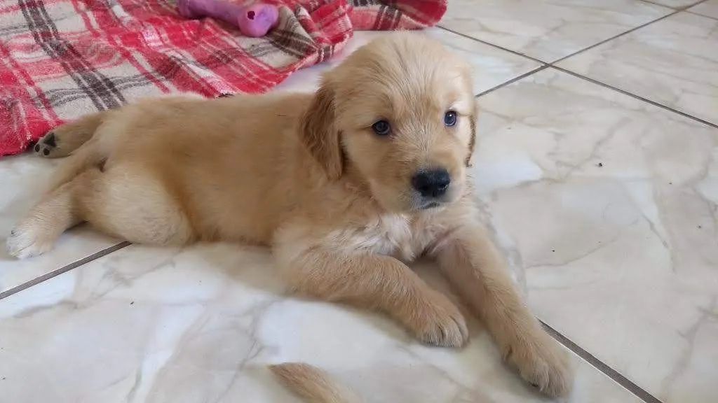 Golden Retriver ideais para crianças - Foto 2