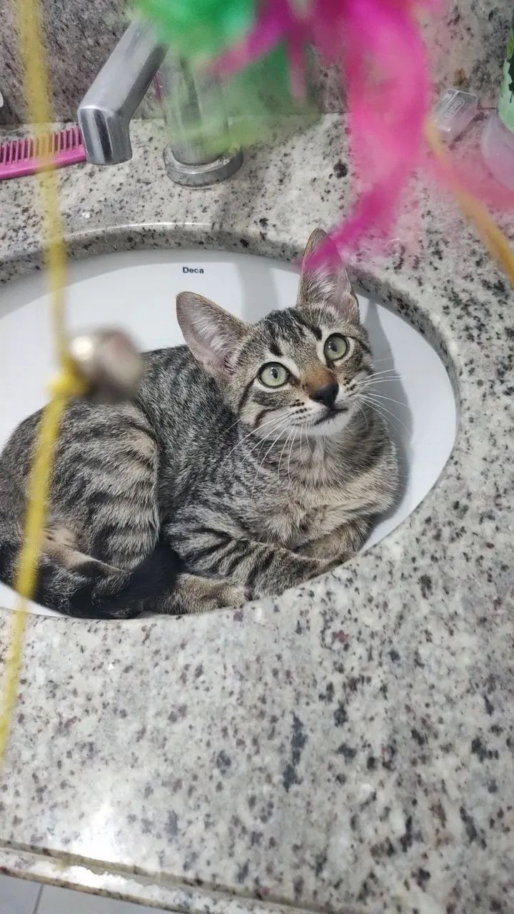 Adoção Responsável  - Foto 2