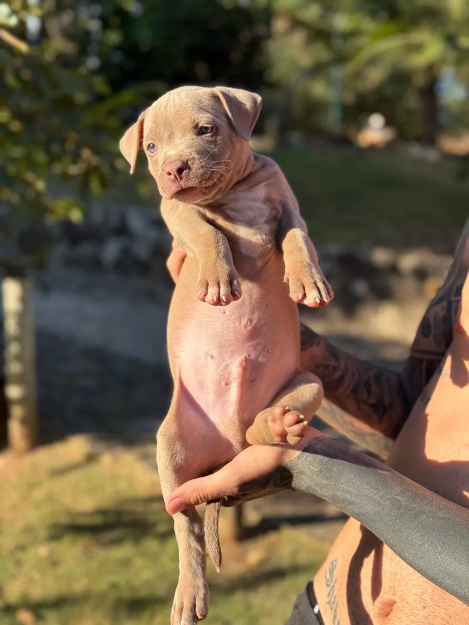 Filhotes de American Bully com American Starforshire