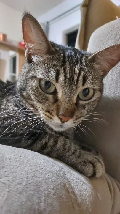 Gatinha castrada para adoção  - Foto 2