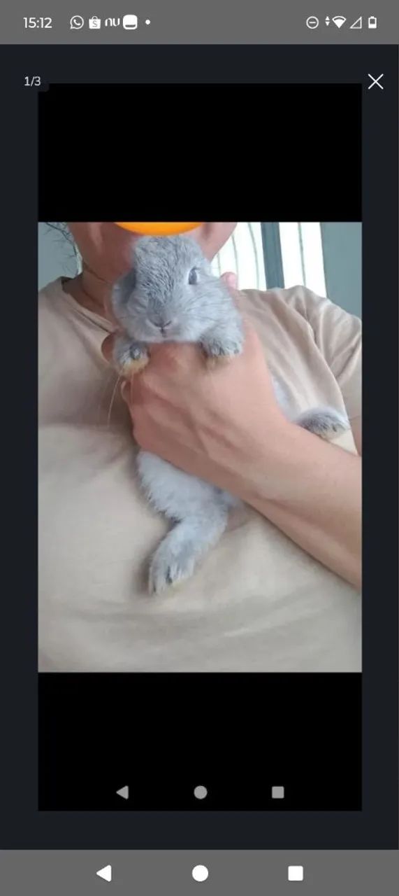 Coelhos filhotes64706126018819124