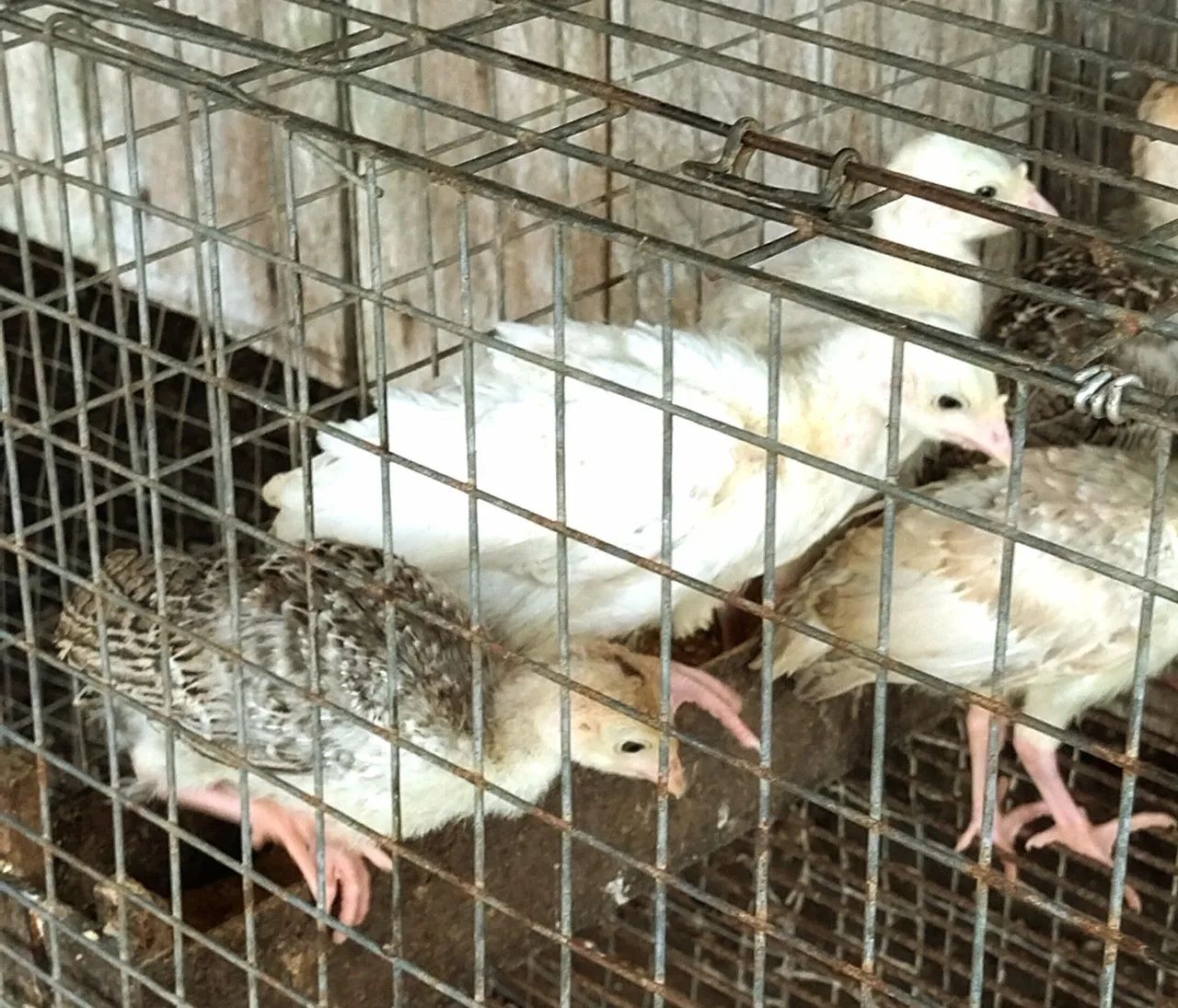 Filhotes de peru  - Foto 6