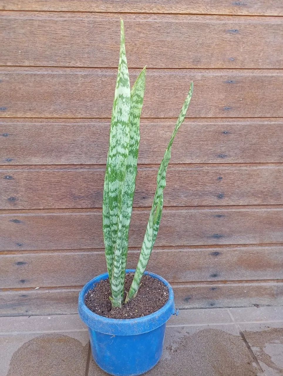 Muda Espada de São Jorge 40cm - Foto 5