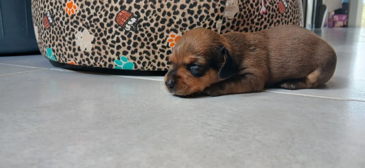 Filhotes de Dachshund (Salsicha) puros, registrados e vacinados