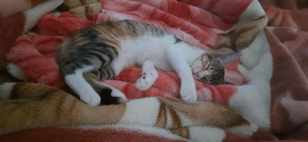 Doação Gatinha de 5 meses