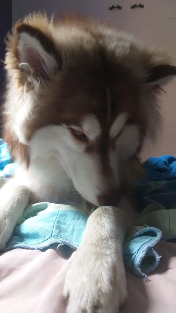 Husky Siberiano (Reprodutor)