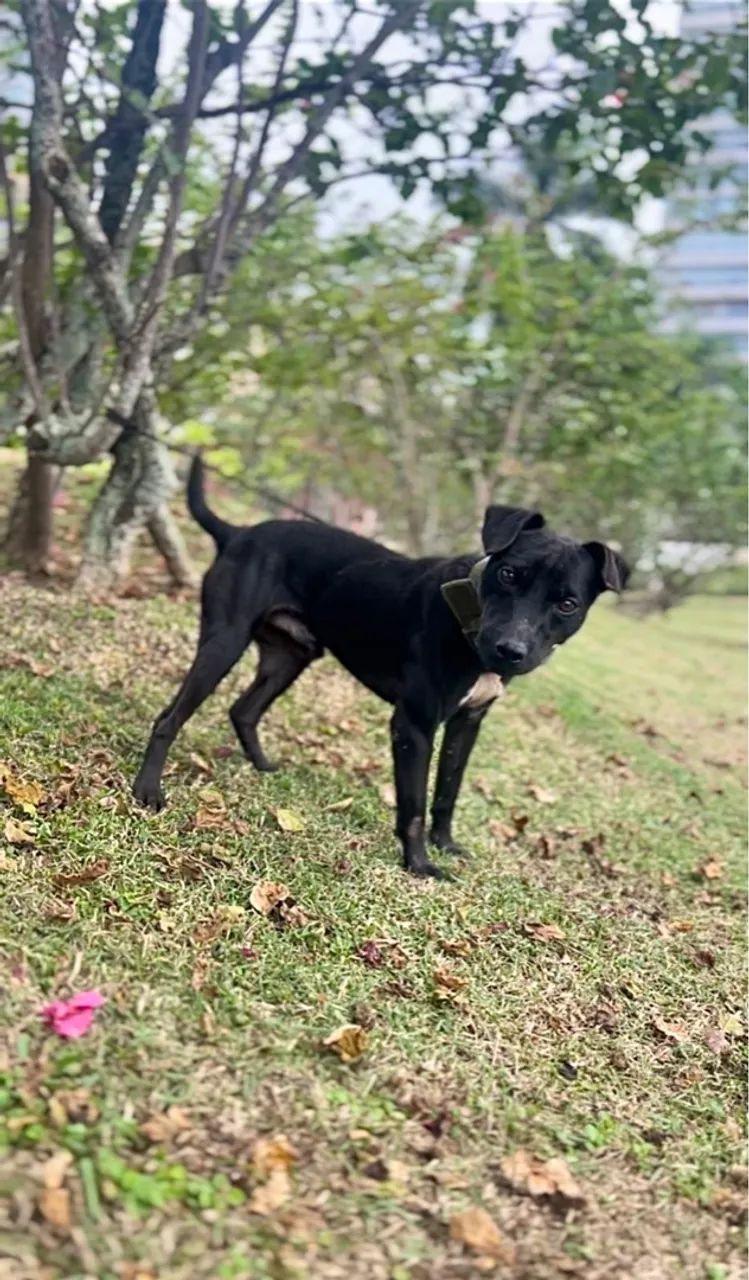Patterdale Terrier Companheiro e Caçador  - Foto 5