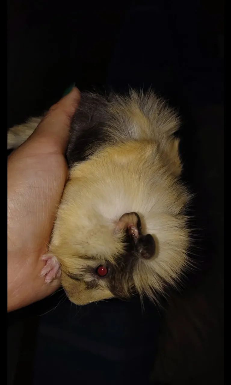 Porquinhos da Índia64842117901569121