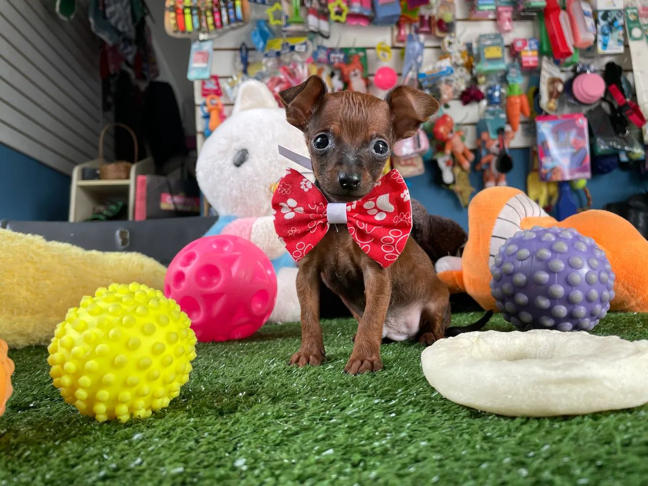 Pinscher micro macho $1.600,00 - Foto 3