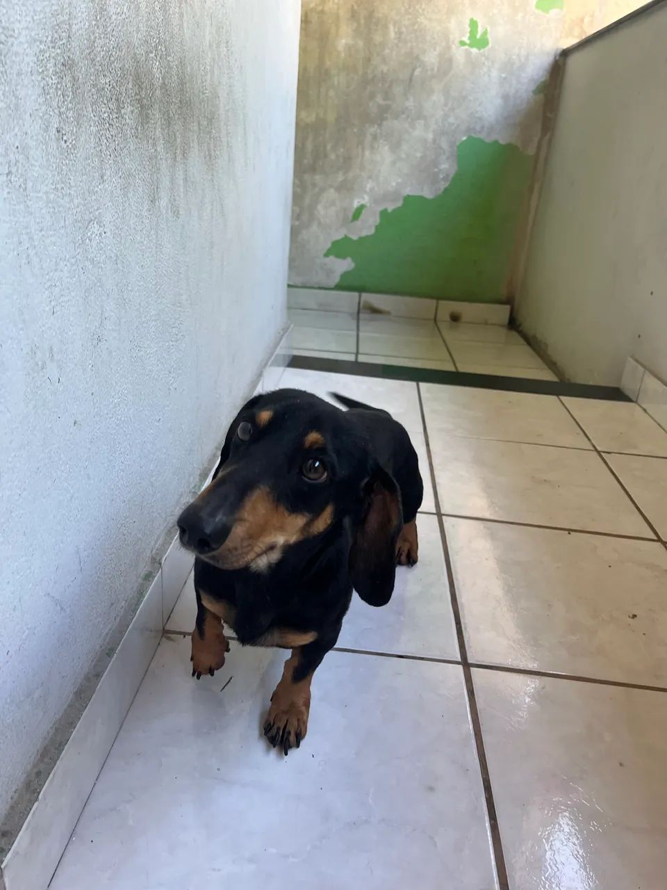 Adoção responsável  - Foto 4